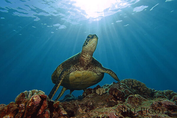 Green sea turtle swimming over some coral