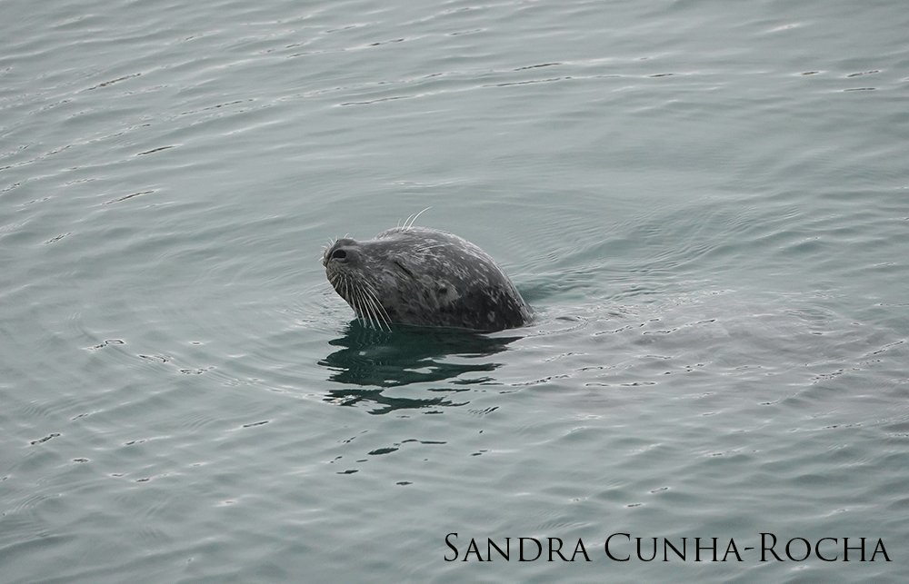 Harbor seal swimming with head above water and eyes closed.