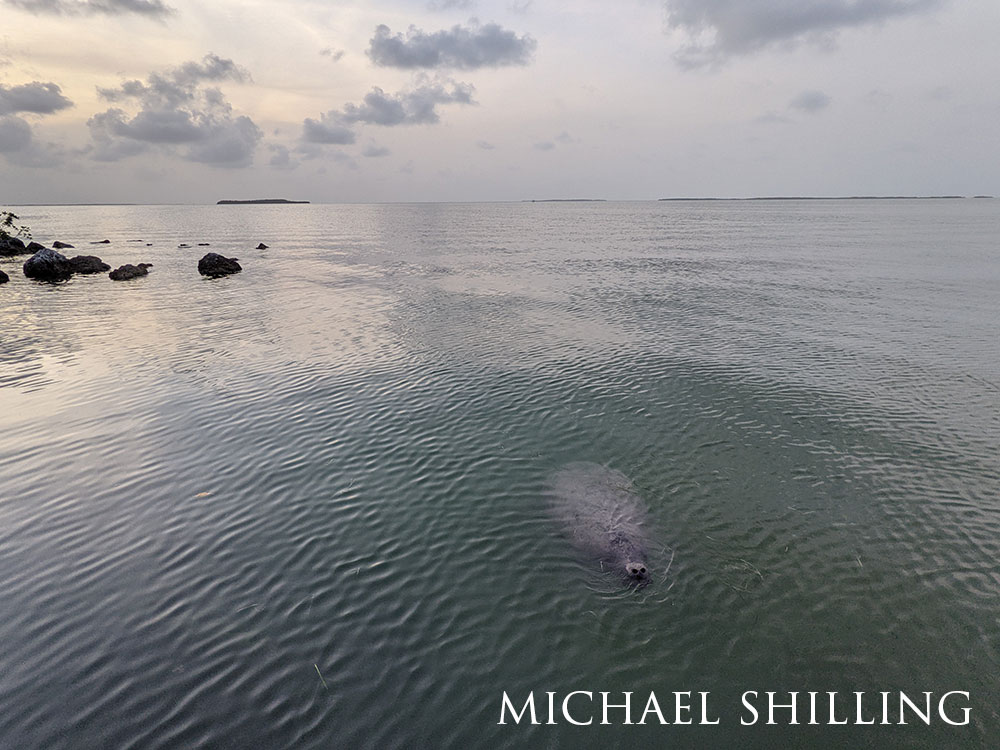 above view of a manatee swimming