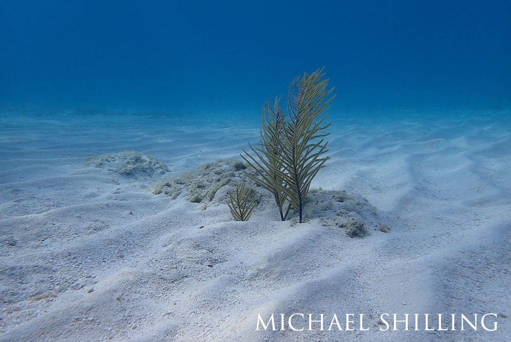underwater photo of sea grass and sand.