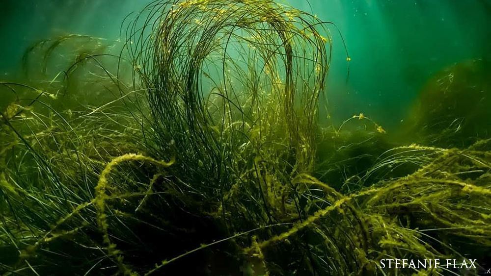 Eel grass underwater, lighting from above, green ocean