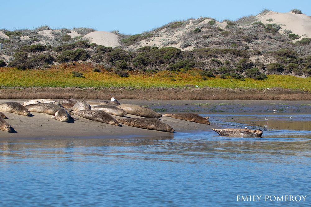 A group of seals sunning on rocks, sand dunes in the background.