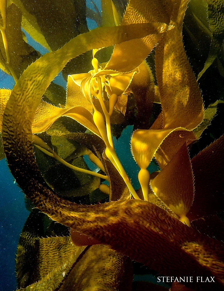 close up of kelp underwater