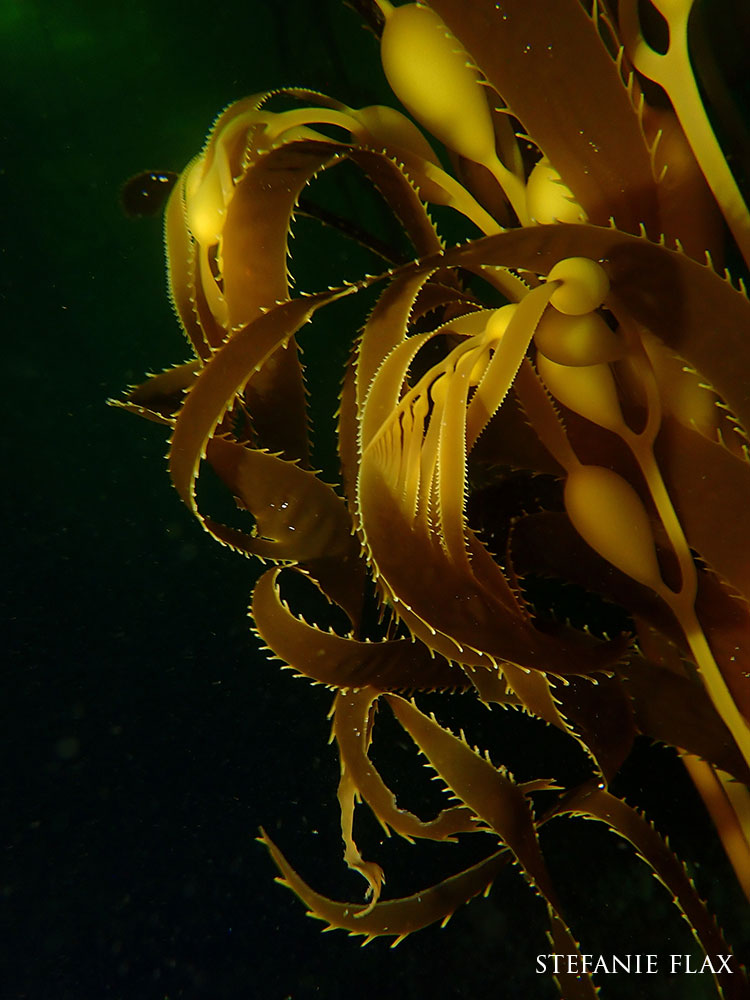 close up of giant kelp underwater
