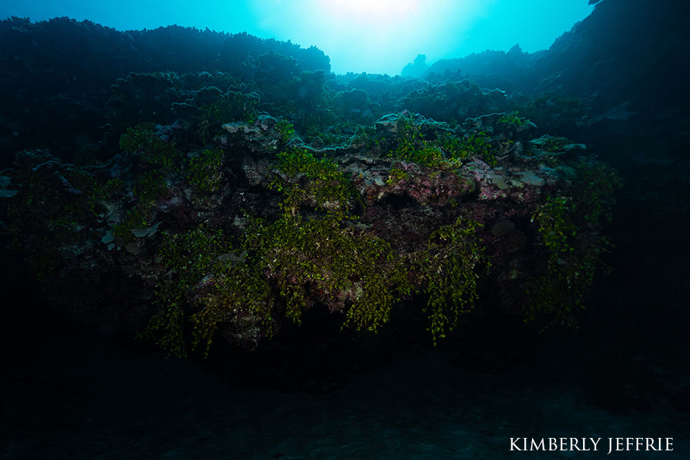 Underwater rock ledge and ocean flora