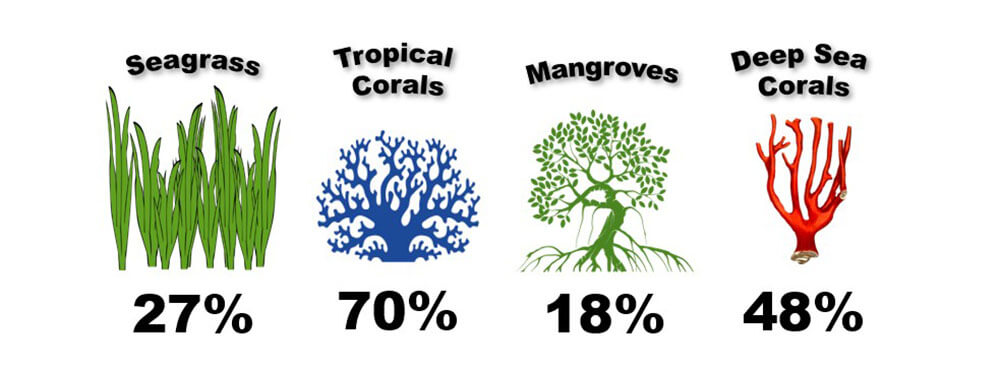 a cartoon drawing that says seagrass 27 percent, topical corals 70 percent, mangroves 18 percent, deep sea corals 48 percent