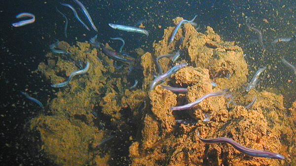several small eels in a deep dark ocean environment