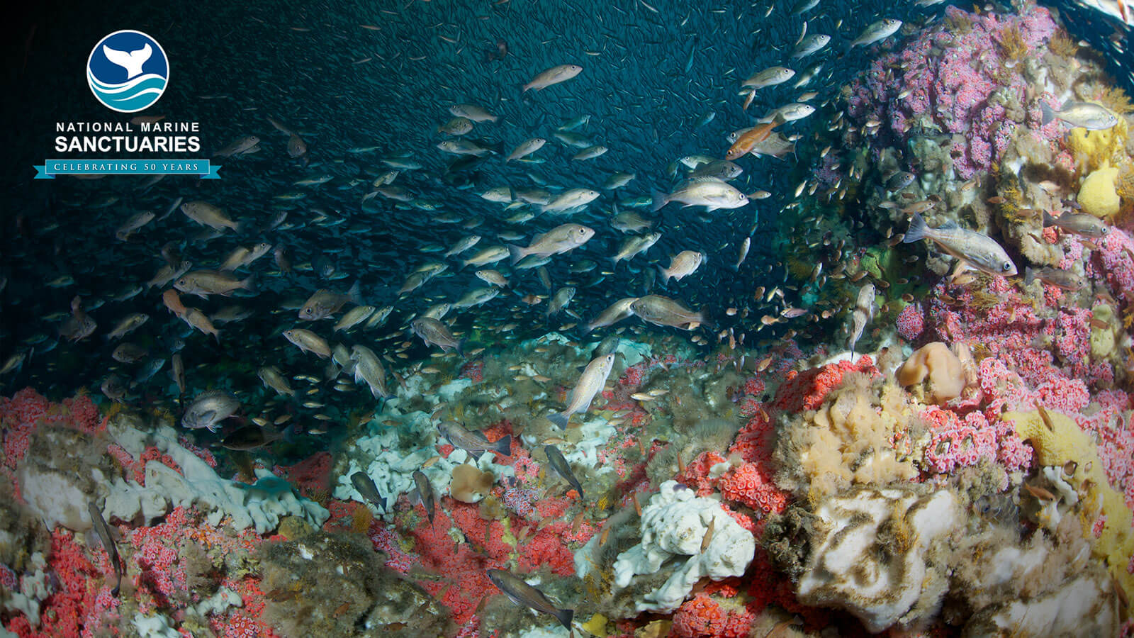 Flourishing coral reef bank surrounded by fish