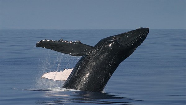 a whale breaching the water surface