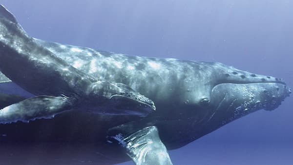 humpback whale swimming with her calf