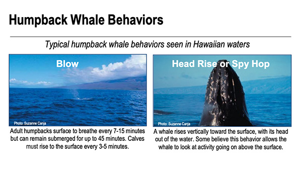 sreenshot of the Humpback Whale Behavior Sheet