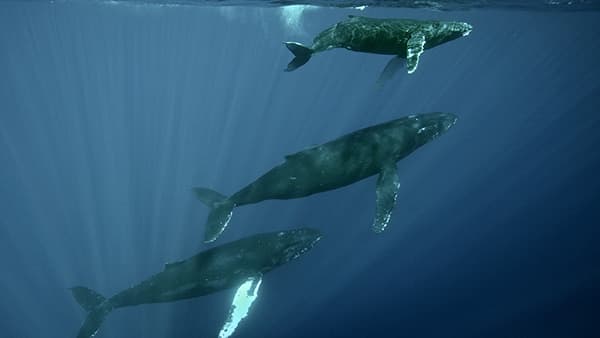 three humpback whales swimming