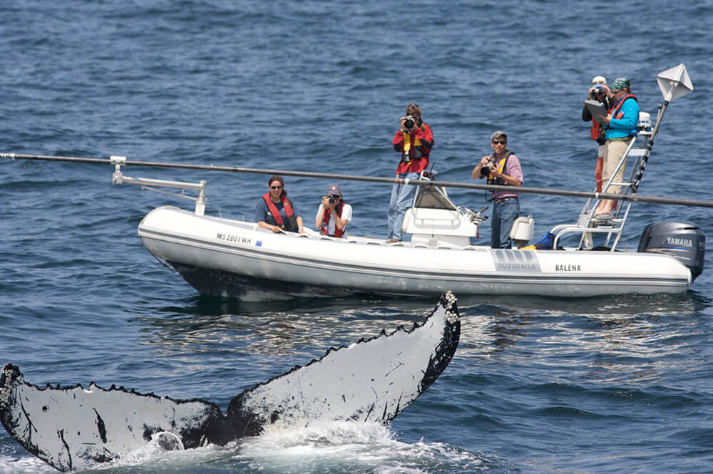 Researchers in a rigid hulled inflatable boat view a diving humpback whale.