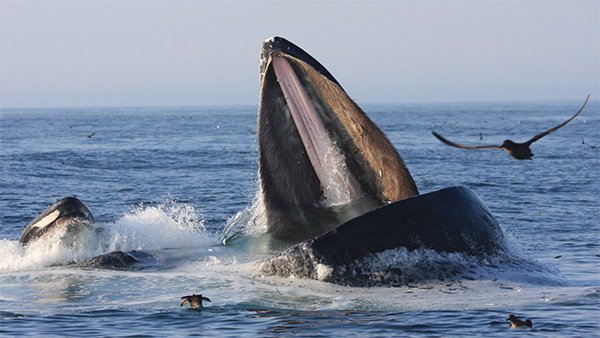 whales feeding while bird fly around