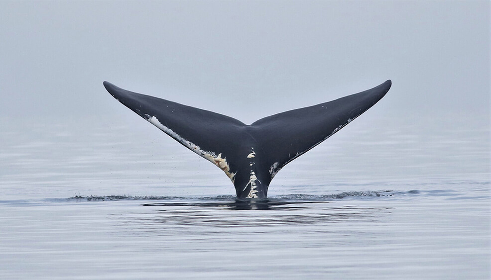 A whale tail rises from the water