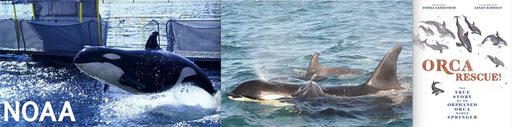orcas breaching
