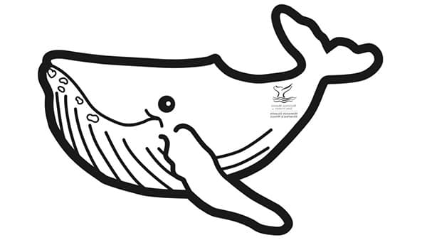 drawing of a humpback whale