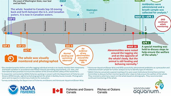 Infographic of a tagged Gray Whale Timeline