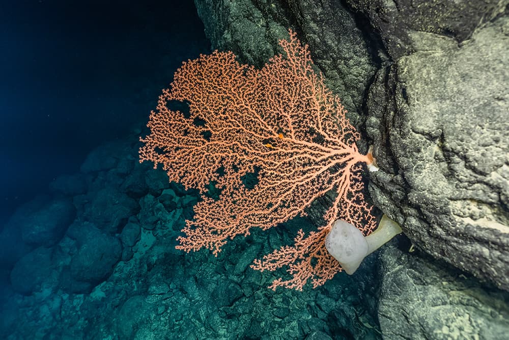 underwater orange coral growing sideways out of a rock