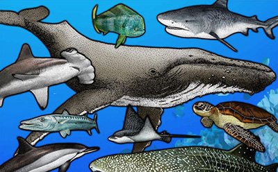 part of the poster showing drawnings of marine animals