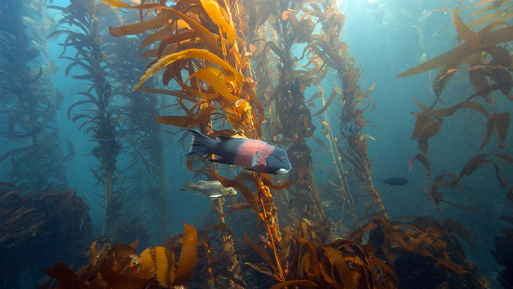 a fish swimming through a kelp forest