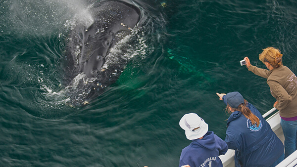 people observing a whale from a vessel