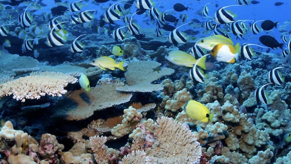 Fishes swimming with corals in their surroundings