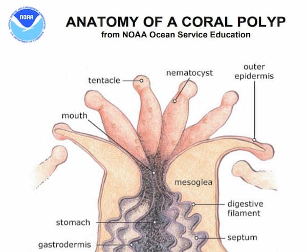 Anatomy of coral polyp