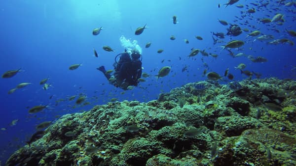Diver with fishes and coral reef