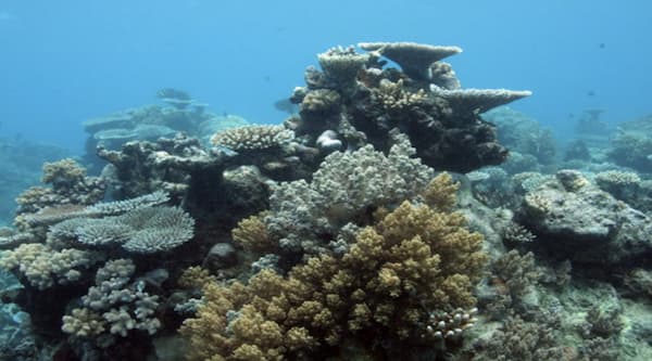 Coral reef crossword