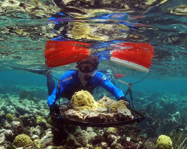 Restoring coral reef diver