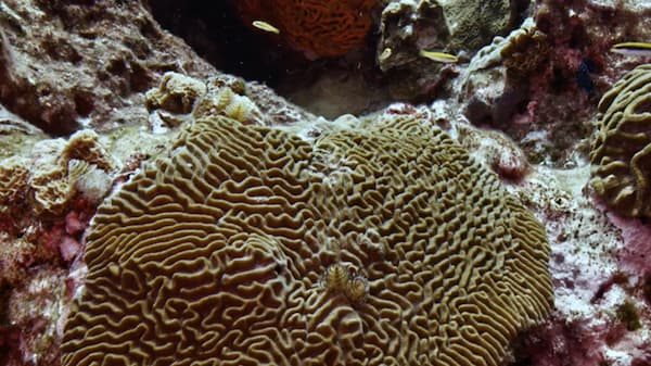 Close up of a coral reef