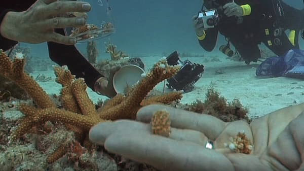 Two divers looking at coral reefs