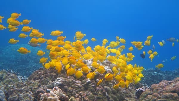Yellow fishes