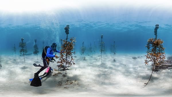 3d of a diver under water