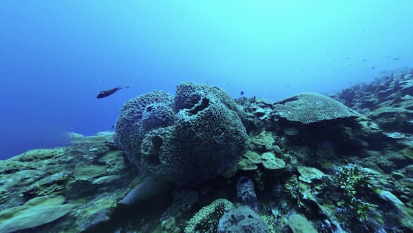 Coral Reef Ecosystems Virtual Reality | National Marine Sanctuaries