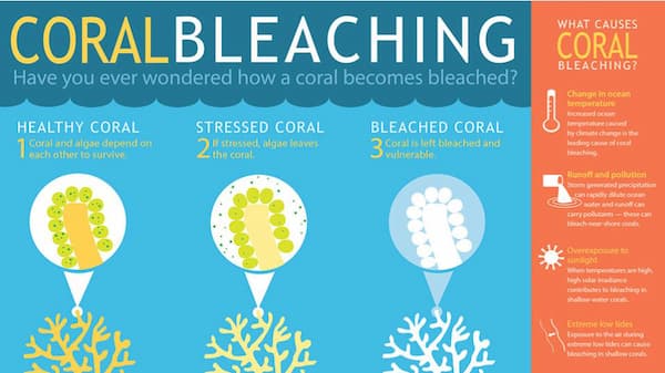Coral bleaching poster with notes