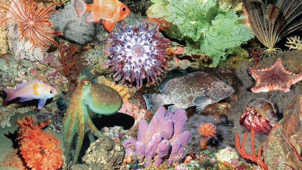 Deep coral reef species