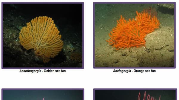 Deep sea guide of species
