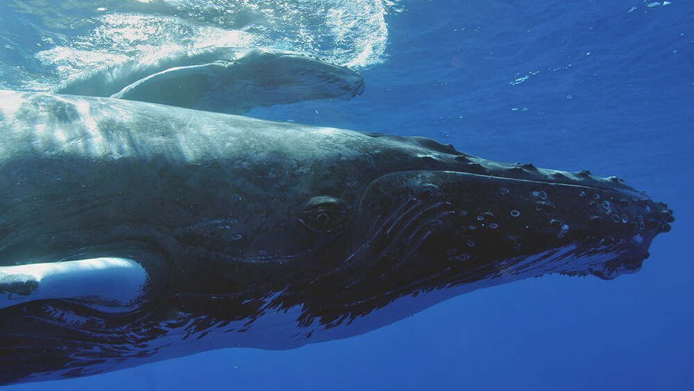 two humpback whales swim underwater