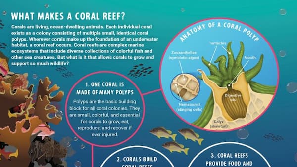 Making of a coral reef poster