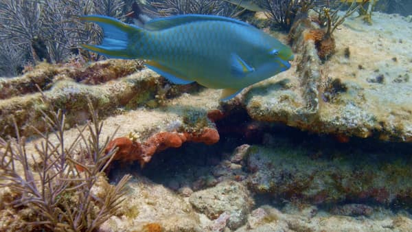 A parrotfish