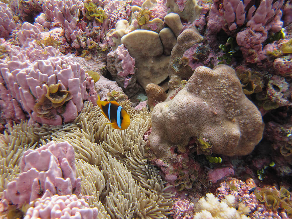a clownfish swims near bright pink corals