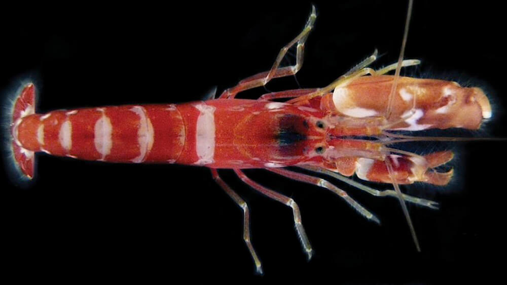 a shrimp with red and white stripes and an enlarged left claw