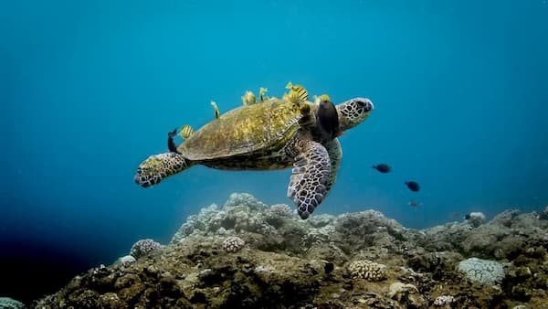 Turtle swimming under sea
