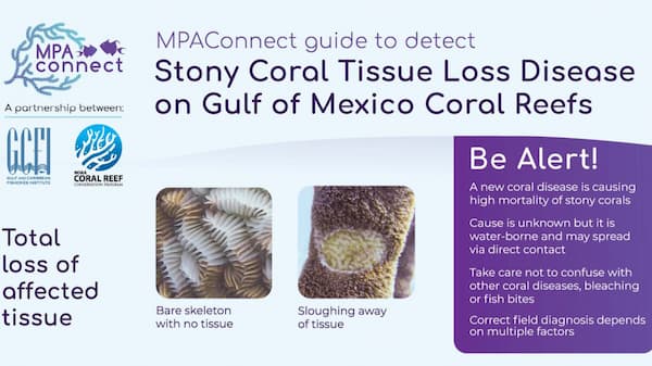 Stony coral tissue