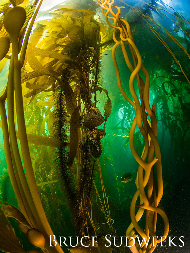 A kelp forest underwater. 