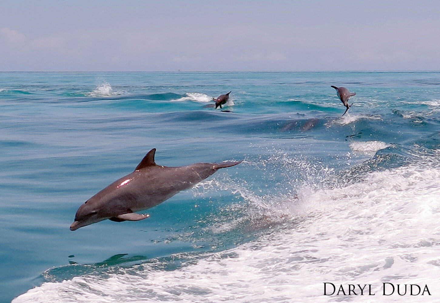 Pod of dolphins jumping in the waves.
