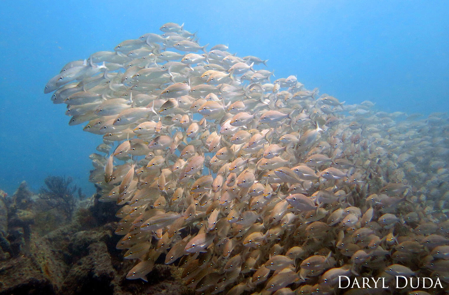 Large school of tomtate grunts swim just above a coral reef. 