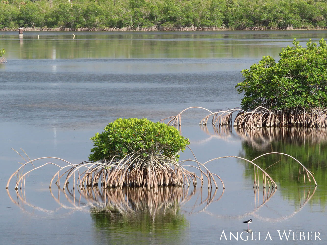 Mangrove roots at low tide.